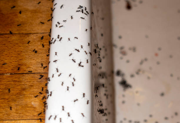  Eustace, TX Pest Control Pros