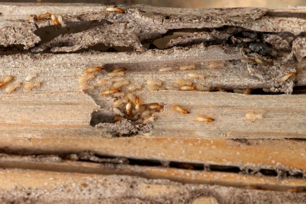 Best Best Pest Control Companies  in Eustace, TX